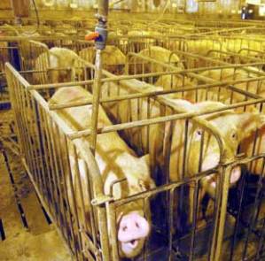 pig-factory-farms